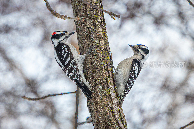 Pics mineurs małe之类femelle (Dryobates pubescens) Downy woodpecker małe和可说是家常便饭。